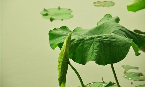 小學作文《夏》怎么寫?描寫夏天的好詞、好句、好段