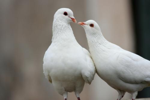 四年級小學作文范文-《我的小鴿子》