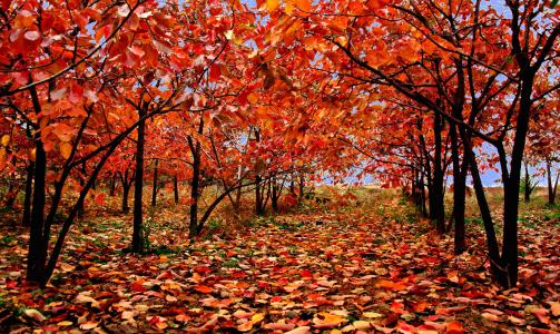 秋漸濃，景如詩 最“秋意盎然”的104句古詩詞